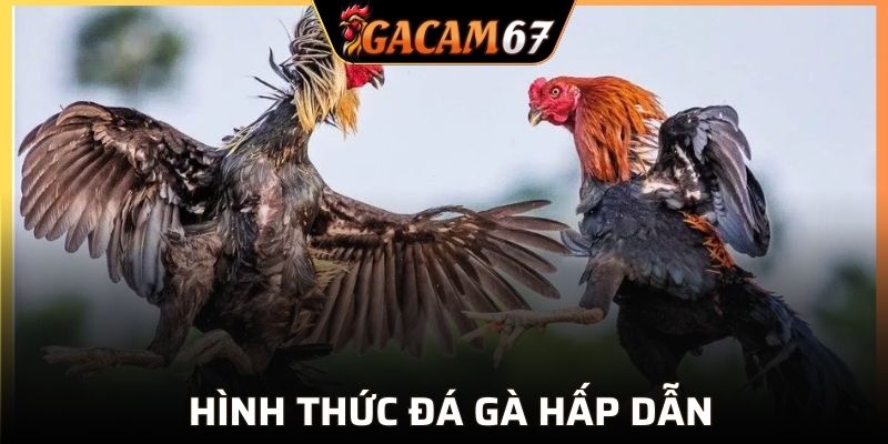 4 hình thức đá gà cực hot tại nhà cái