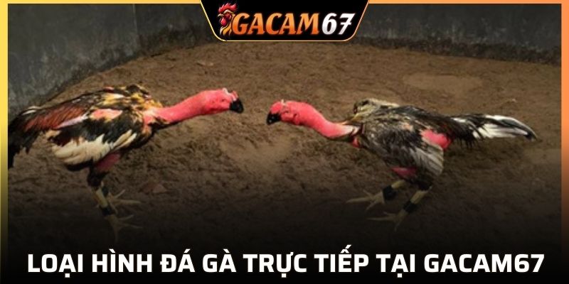 Các hình thức đá gà phổ biến tại GACAM67