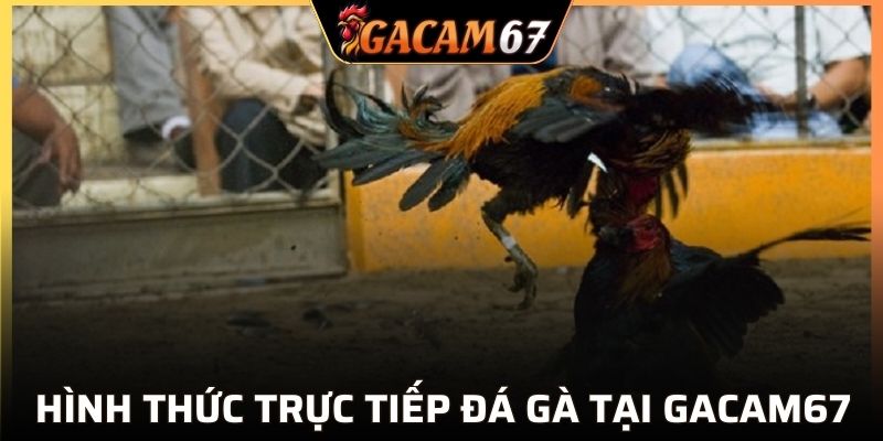 Các hình thức phát sóng hấp dẫn nhất tại GACAM67