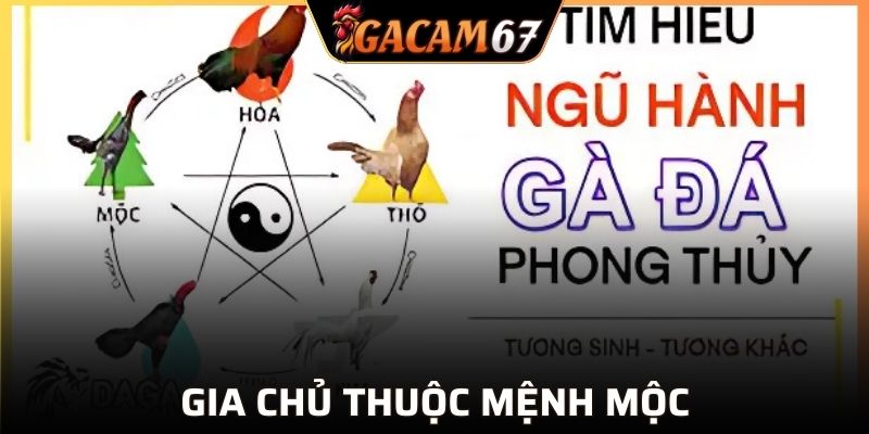 Cách chọn màu mạng chiến kê với gia chủ mệnh Mộc