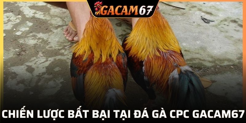 Chiến lược bất bại tại đá gà CPC GACAM67