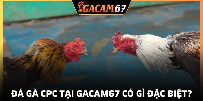 Đá gà CPC tại GACAM67 có gì đặc biệt?