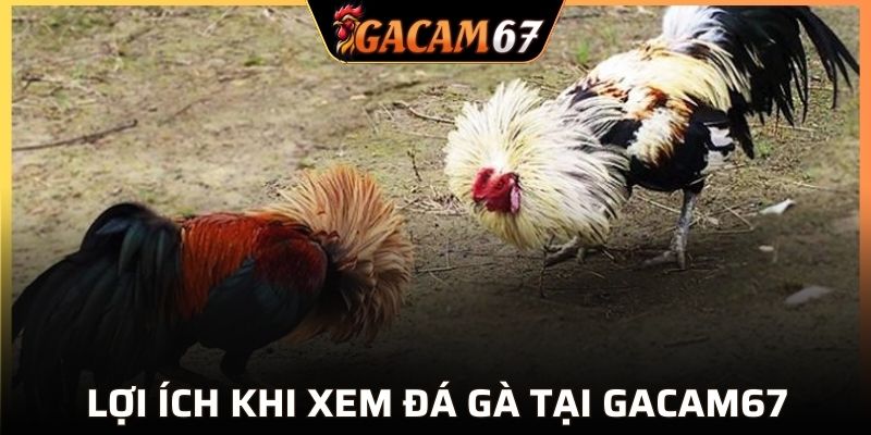 Điểm cộng khi xem trực tiếp đá gà tại GACAM67