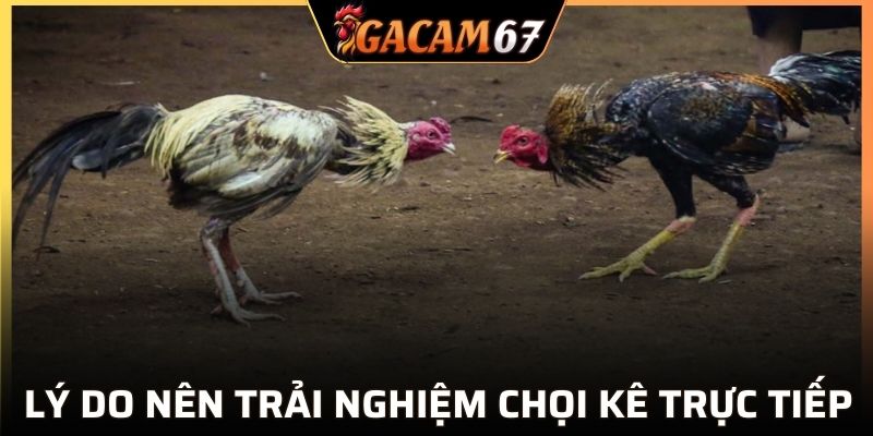 Điểm mạnh của chọi kê trực tiếp tại GACAM67