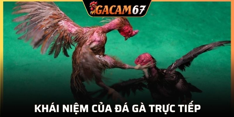 Giới thiệu đôi nét về đá gà trực tiếp GACAM67