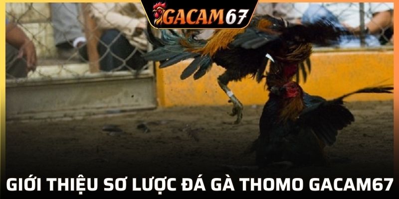 Giới thiệu sơ lược đá gà Thomo tại GACAM67