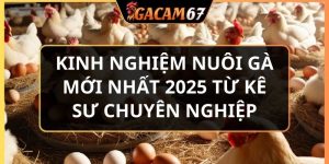 Kinh nghiệm nuôi gà