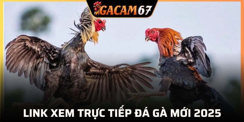 Link xem trực tiếp đá gà GACAM67 mới 2025