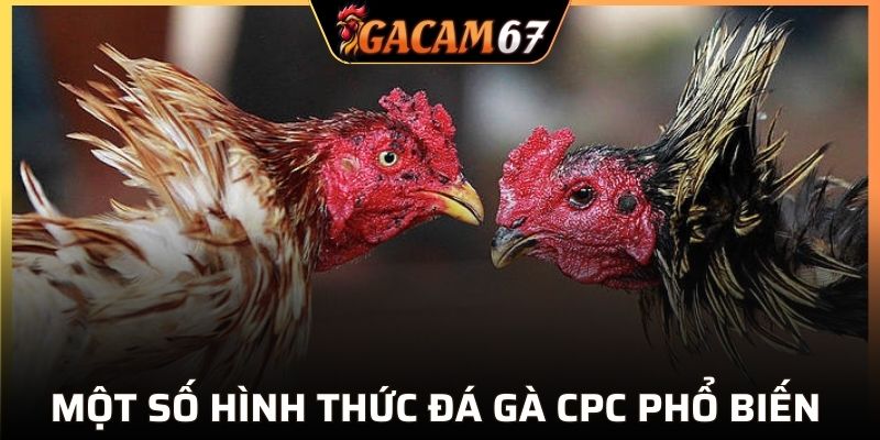 Một số hình thức đá gà CPC phổ biến nhất