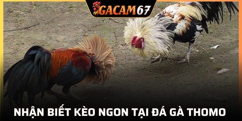 Nhận biết kèo ngon tại đá gà Thomo GACAM67