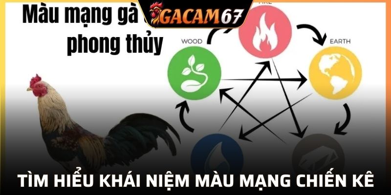 Tìm hiểu khái niệm màu mạng gà là gì