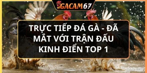 trực tiếp đá gà