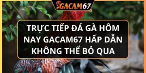 trực tiếp đá gà hôm nay