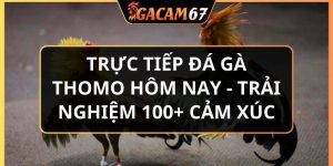 trực tiếp đá gà thomo hôm nay