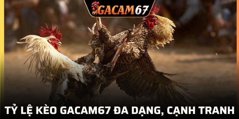 Tỷ lệ kèo GACAM67 đa dạng, cạnh tranh