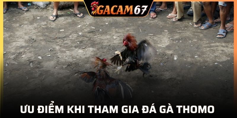 Ưu điểm khi tham gia đá gà Thomo GACAM67